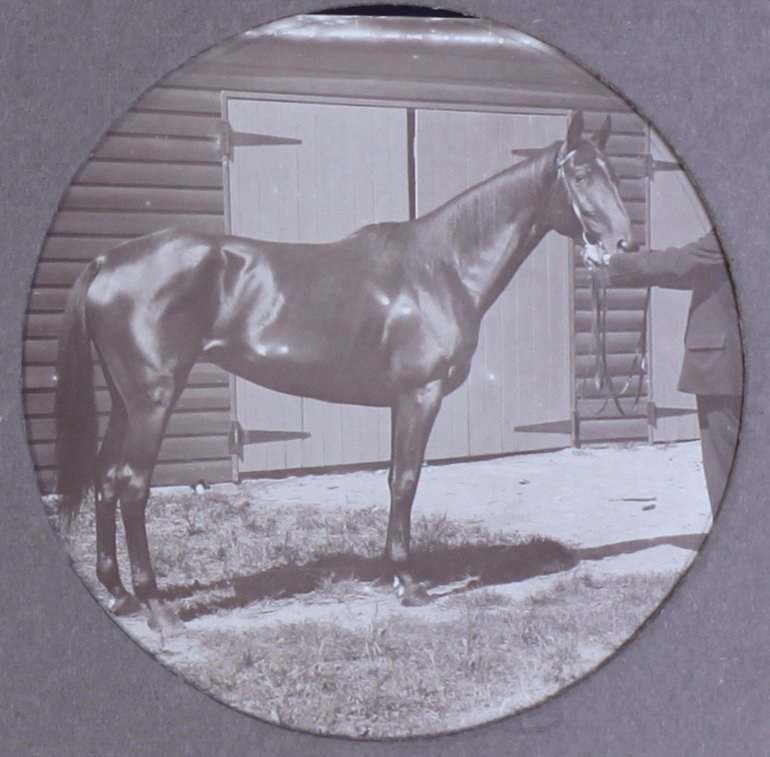 Unidentified horse
