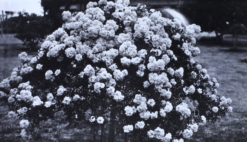 Gardens at Saumarez Homestead