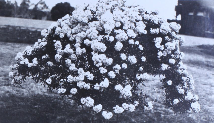 Gardens at Saumarez Homestead