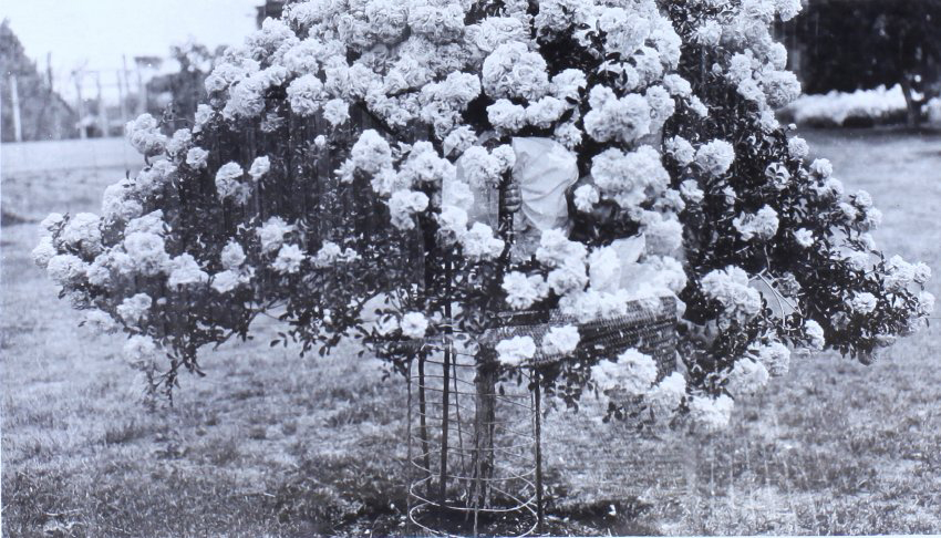 Gardens at Saumarez Homestead
