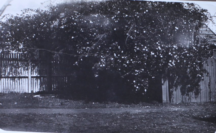 View of tree overgrown along a fence