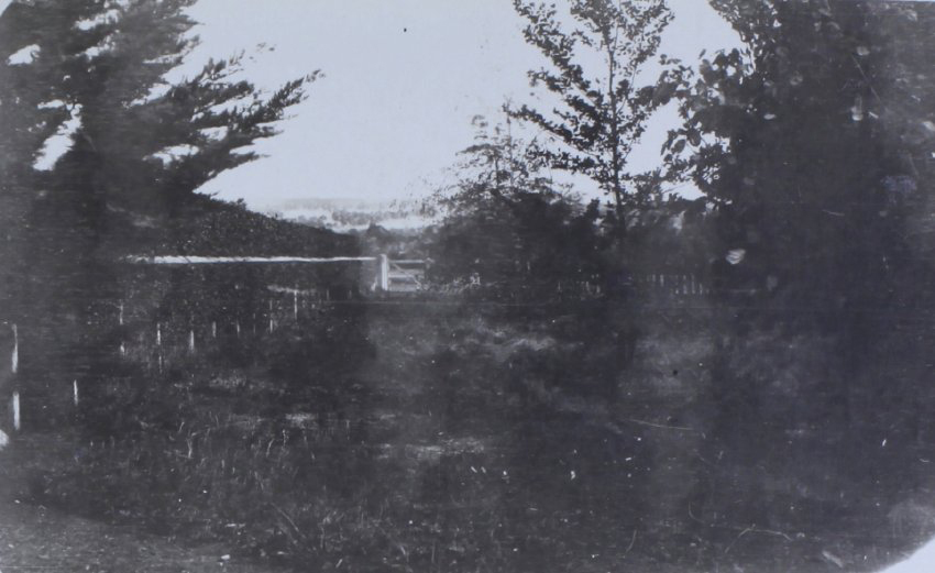 View of shrubs and trees