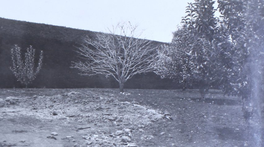 Trees near the hedge