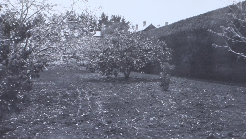 Trees near the hedge