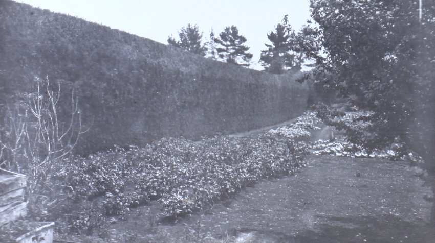 Garden near the hedge