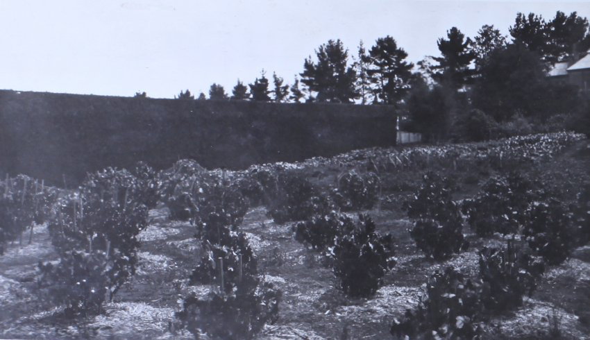 Gardens outside the hedge