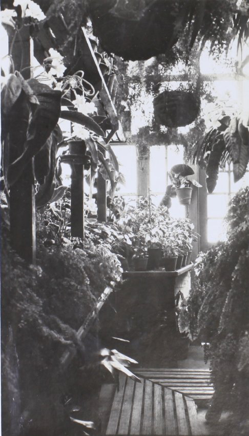 Plants in the greenhouse