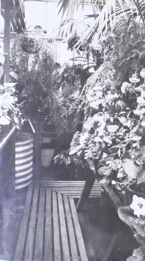 Plants in the greenhouse