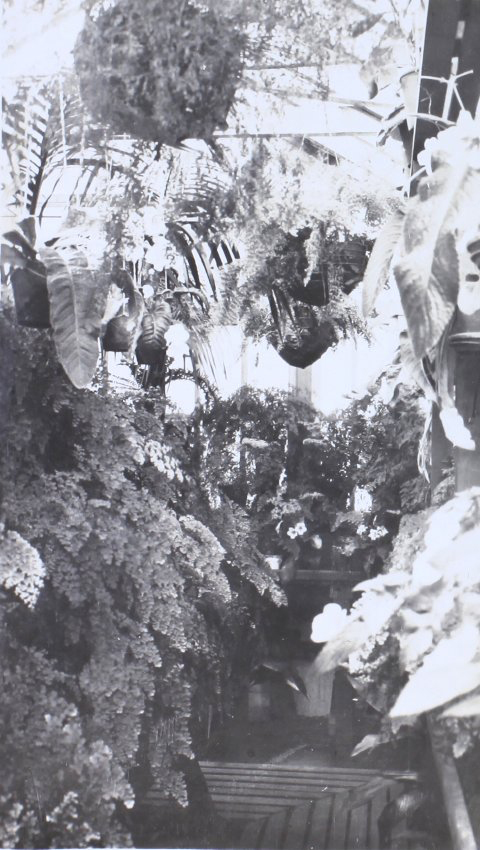 Plants in the greenhouse