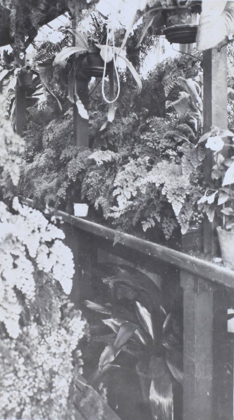 Plants in the greenhouse