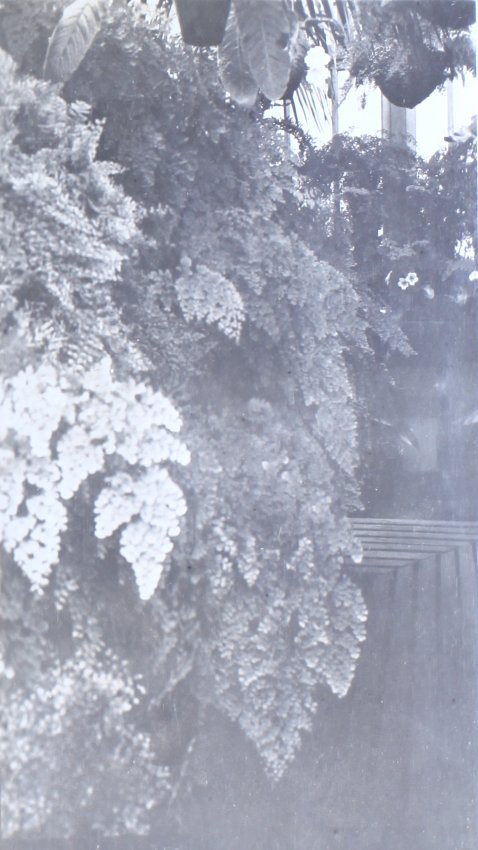 Plants in the greenhouse