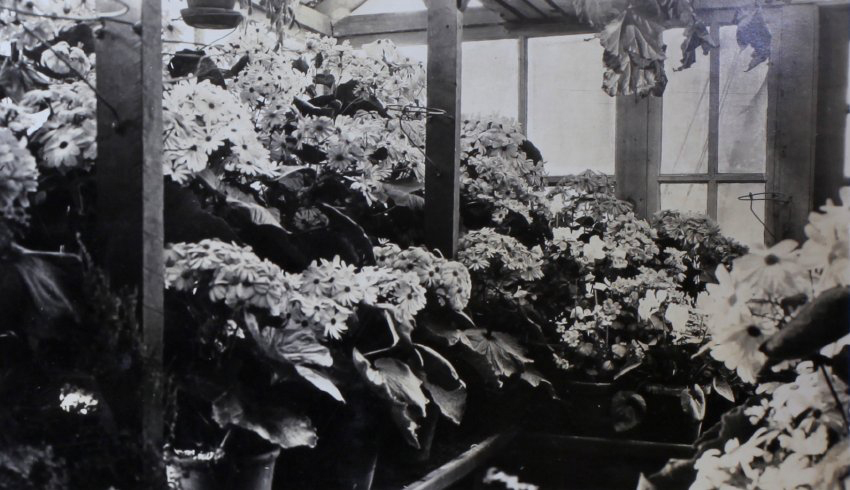 Plants in the greenhouse