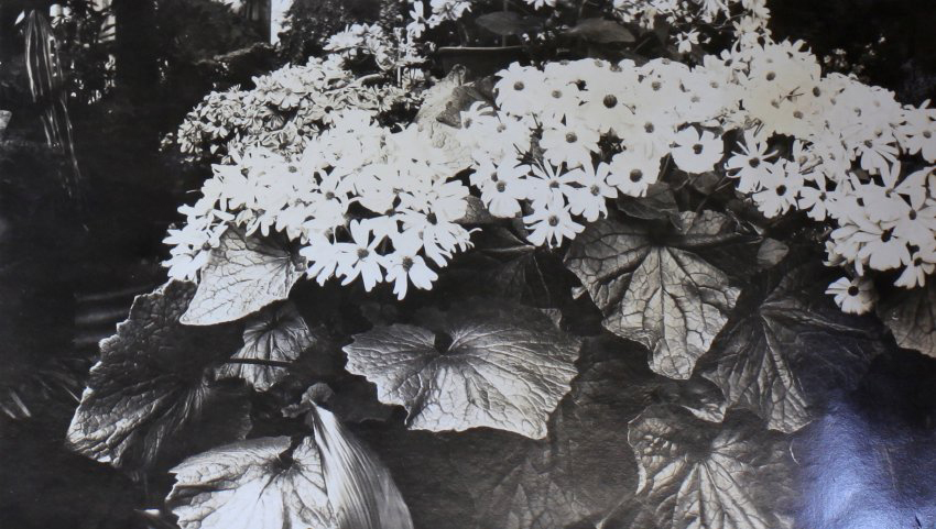 Plants in the greenhouse