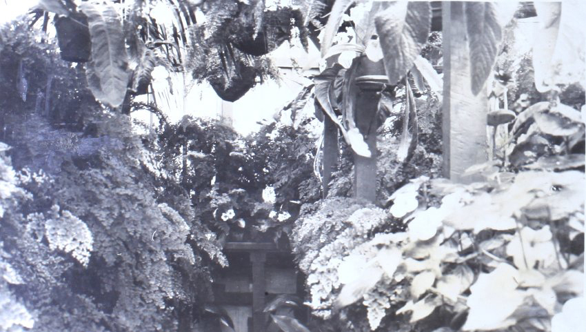 Plants in the greenhouse