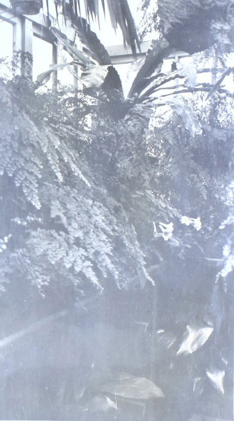 Plants in the greenhouse