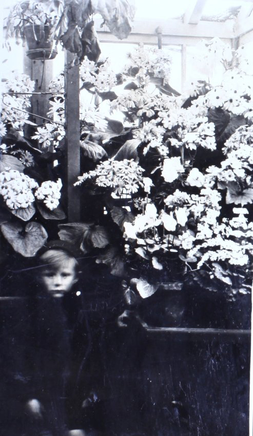 Plants in the greenhouse, young boy in the foreground