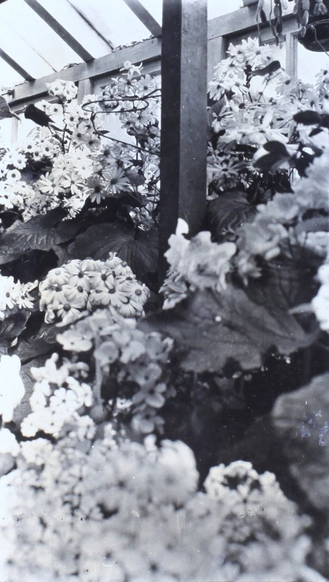 Plants in the greenhouse