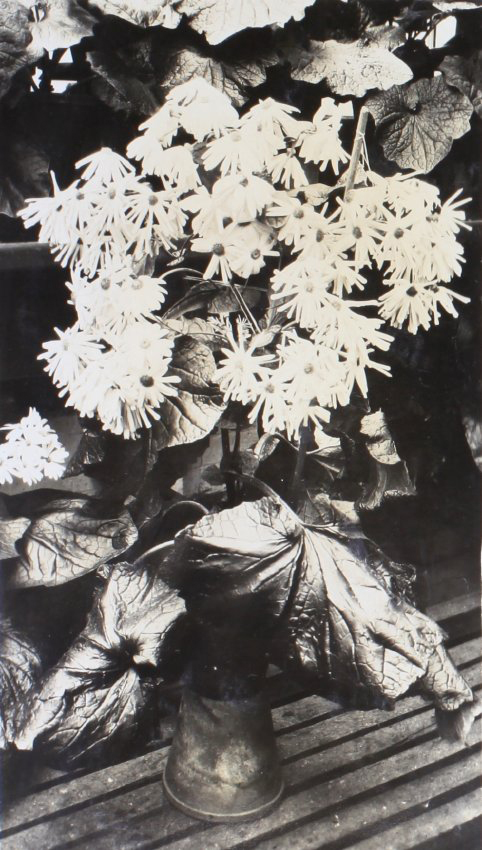 Plants in the greenhouse