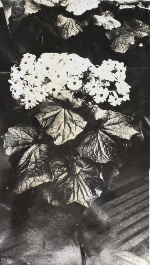 Plants in the greenhouse