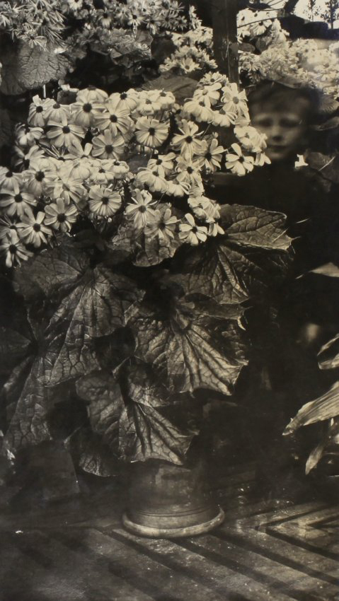 Plants in the greenhouse with a small boy in the foliage