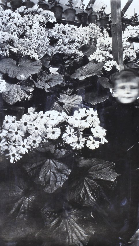 Plants in the greenhouse with a small boy in the foliage