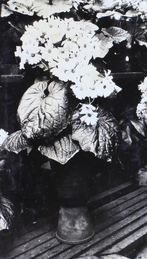 Plants in the greenhouse
