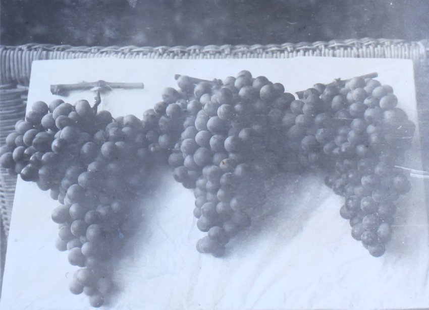 Three bunches of grapes