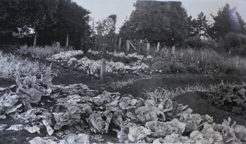 Vegetable garden at Saumarez