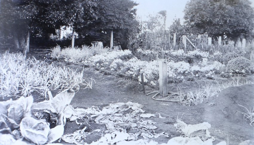 Vegetable garden at Saumarez