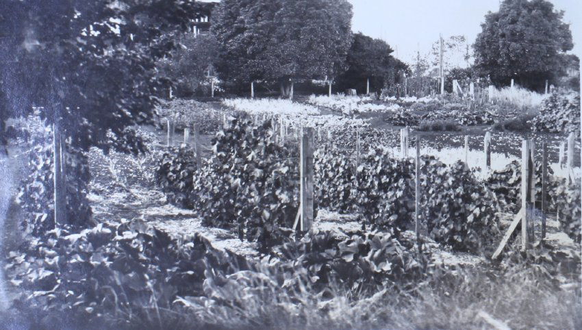 Vegetable garden at Saumarez