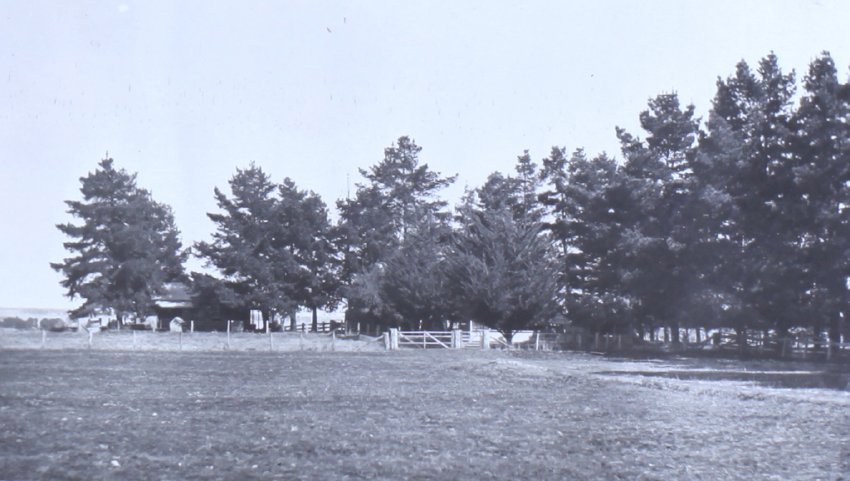 Paddock on Saumarez Station