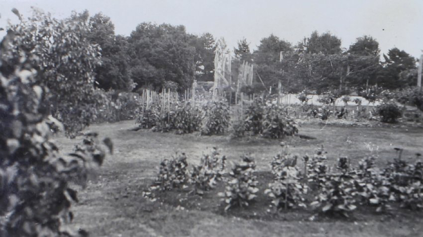 Gardens around the tennis court at Saumarez