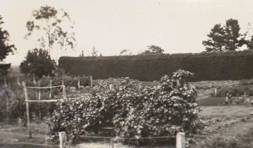 Gardens with the hedge in the background