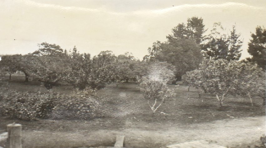 Orchard at Saumarez