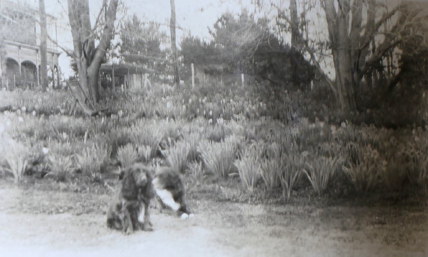 Pet dogs in the garden, tennis court and house in the background