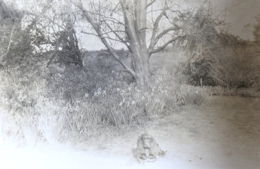 Pet dog in the garden