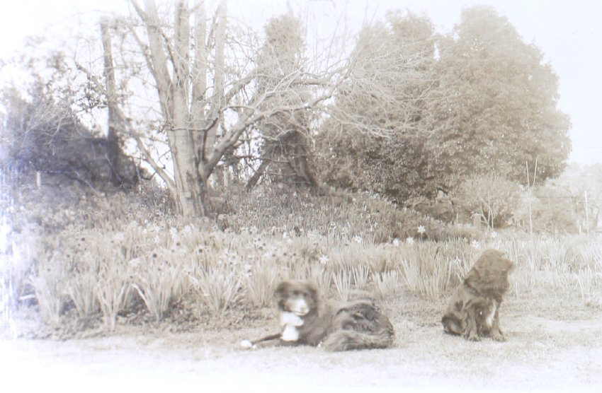 Pet dogs in the gardens