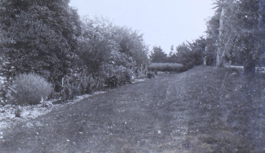 View of lawn and garden