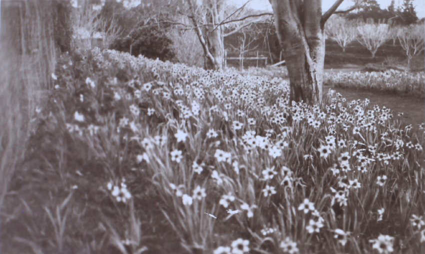 View of the gardens around the tennis court at Saumarez