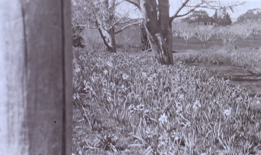 View of the gardens around the tennis court at Saumarez