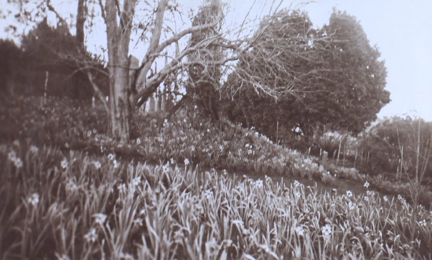 View of the gardens around the tennis court at Saumarez