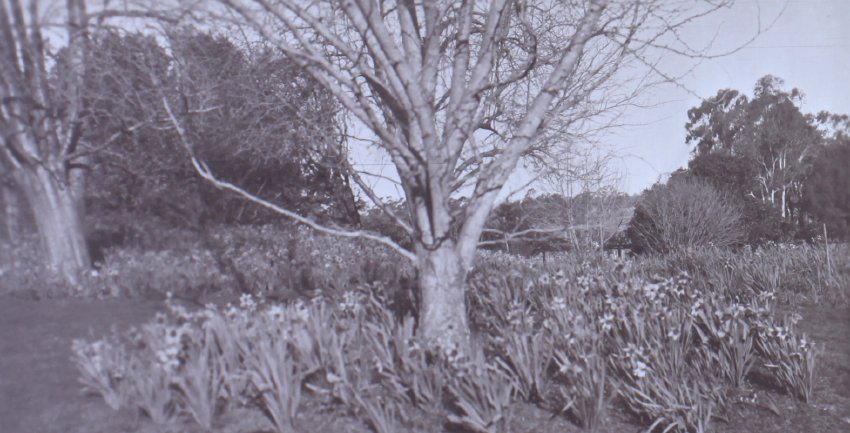 View of the gardens around the tennis court at Saumarez