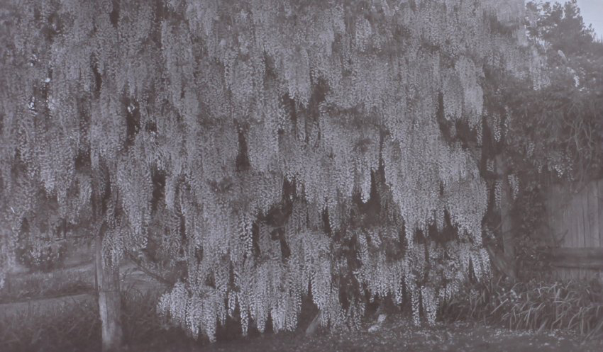 Wisteria at Saumarez