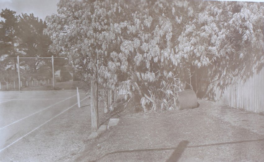 Tree beside tennis court at Saumarez
