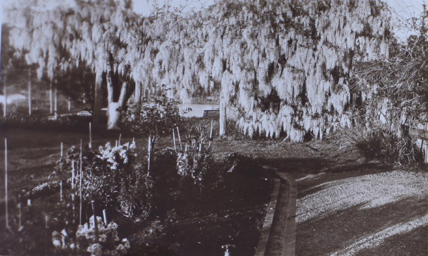 Wisteria at Saumarez