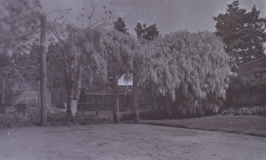 Wisteria at Saumarez