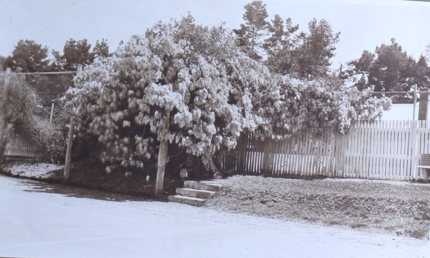 Wisteria at Saumarez