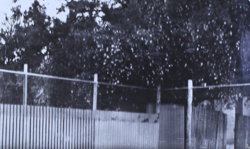 Trees along a timber fence
