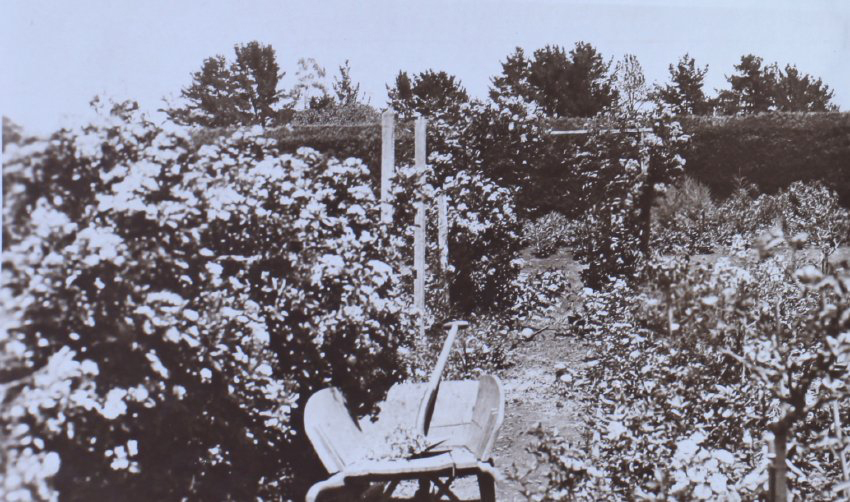 Garden beds at Saumarez