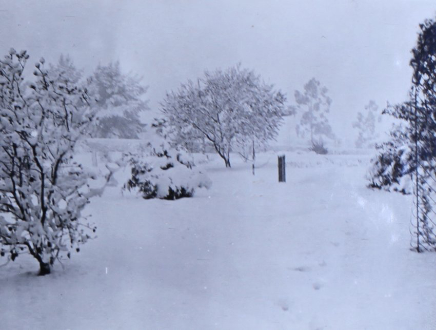Snow at Saumarez - gardens